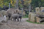 Exkurze ZOO Praha 15.10.2014 6.D 2014/15