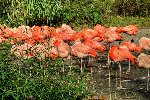 Exkurze ZOO Praha 5.A 2016/17