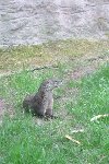 Exkurze ZOO Praha - adopce zvířátka 4.A 2015/16