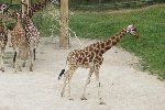 Exkurze ZOO Praha - adopce zvířátka 4.A 2015/16