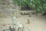 Exkurze ZOO Praha - adopce zvířátka 4.A 2015/16