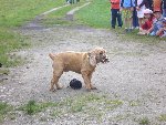 Ukázka výcviku psů 1.A 2009/10