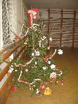 vánoční besídka 2.A 2009/10