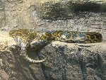 Výlet do ZOO Ohrada 1.B 2010/11