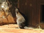 Výlet do ZOO Ohrada 1.B 2010/11