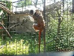 Výlet ZOO Hluboká, 29. 5. 2018 1.B 2017/18