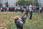 Draví ptáci 2008/09