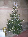 Zdobení vánočního stromu 2006/07